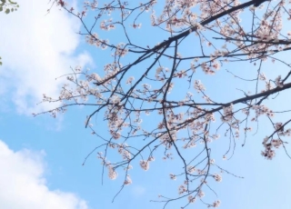以春风为礼，以花期为信。春来无事，只为花忙。