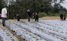 签约即落地，万州分水辣椒产业迅速开种300亩辣椒…