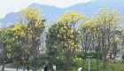 万州望江公园黄花风铃木花盛开，金黄的花朵美炸了。