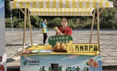 地宝土家族乡千亩黄桃喜迎丰收。
