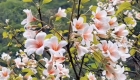 你有多久没见过家乡的桐子花了…