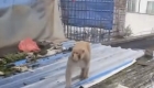 万州闹市区惊现野生猴子，还和小孩抢吃的…