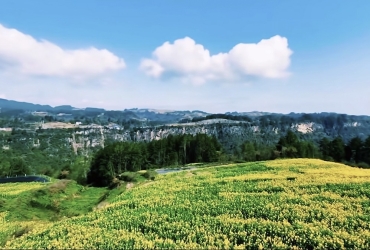 藏在万州山间的金色花海，白土镇联盟村道落坝油菜花盛放