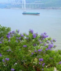 航拍万州，蓝花楹绚丽绽放滨江环湖。