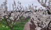 万州熊家镇红星村千亩樱桃花迎春绽放。