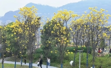 万州望江公园黄花风铃木花盛开，金黄的花朵美炸了。