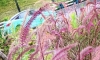 万州望江公园路边长的狼尾草，还怪好看的……