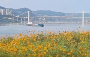 三峡库区水位持续回落，万州江滩上鸟儿成群觅食……