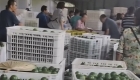 白羊镇柠檬收购市场火热，收购点里人来人往……