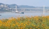 三峡库区水位持续回落，万州江滩上鸟儿成群觅食……