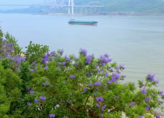 航拍万州，蓝花楹绚丽绽放滨江环湖。