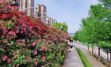 万州音乐广场江边步道蔷薇花墙美炸了…