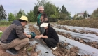 万州罗田镇：300亩工业辣椒移栽忙。