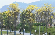 万州望江公园黄花风铃木花盛开，金黄的花朵美炸了。