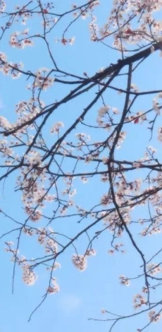 以春风为礼，以花期为信。春来无事，只为花忙。