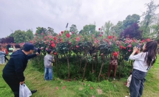 万州鸿欧未来城棒棒糖月季花正艳。