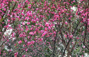 太白岩山顶公园红梅花开