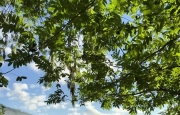 老家才是疲惫生活的解药，来自长滩镇治愈系风景。