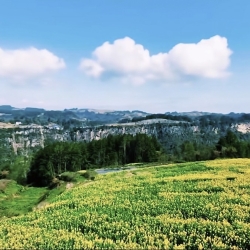 藏在万州山间的金色花海，白土镇联盟村道落坝油菜花盛放