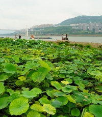 夏日江滩 “荷”你一起美丽。