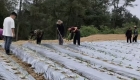 签约即落地，万州分水辣椒产业迅速开种300亩辣椒…