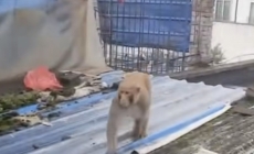 万州闹市区惊现野生猴子，还和小孩抢吃的…