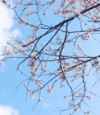 以春风为礼，以花期为信。春来无事，只为花忙。