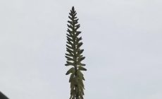 芦荟开花了…
