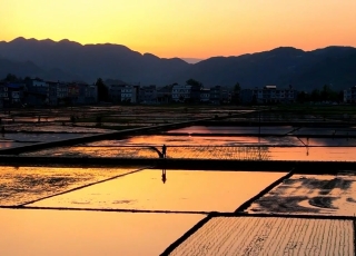 金色大地，田园风光。