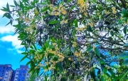 万州高山地区的桂花已经开了……