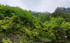 万州一悬崖下，发现一涯居人家，风景美如画，住在这里太惬意了。