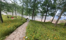 打卡白鹭湾，遍地花开，太美啦！