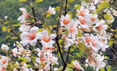 你有多久没见过家乡的桐子花了…