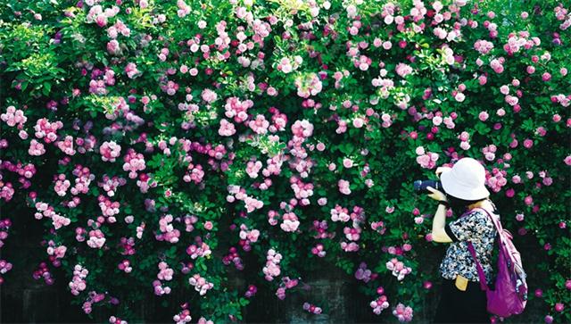 太白公园蔷薇花墙