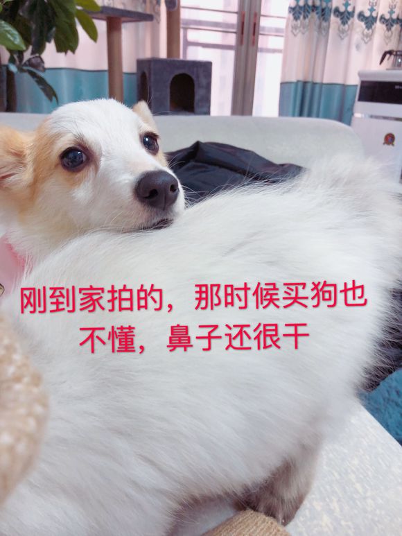 买狗狗的一定要谨慎⚠️了！-3.jpg