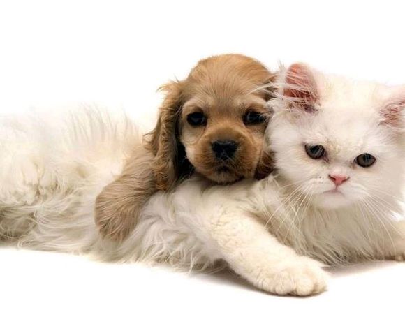 万州宠物猫狗领养-1.jpg