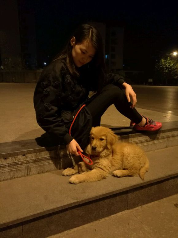 出售家养金毛妹妹-2.jpg