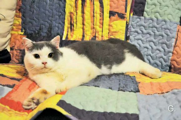 爱猫，不是突然（突然猫舍）-3.jpg