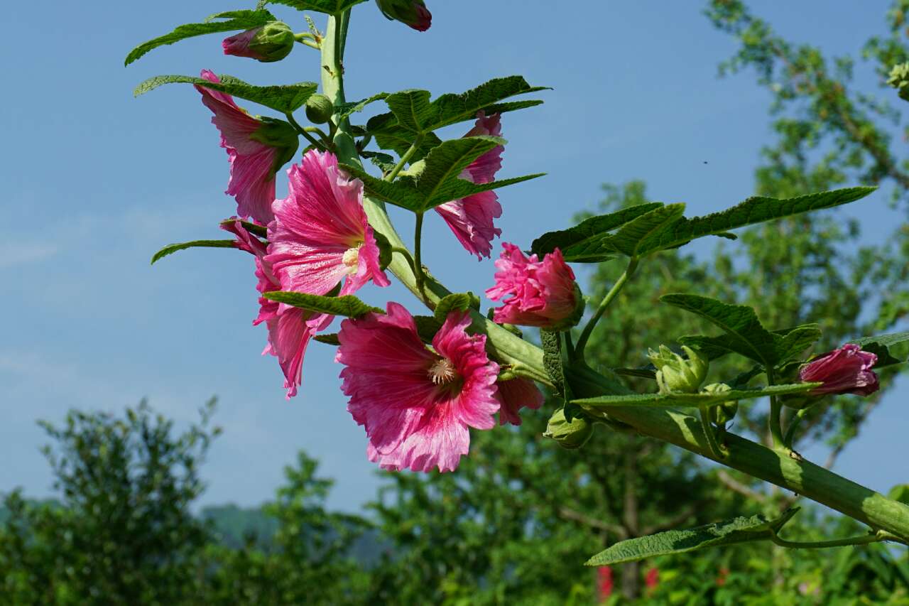 五月花海