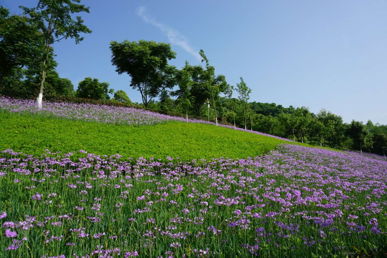 五月花海