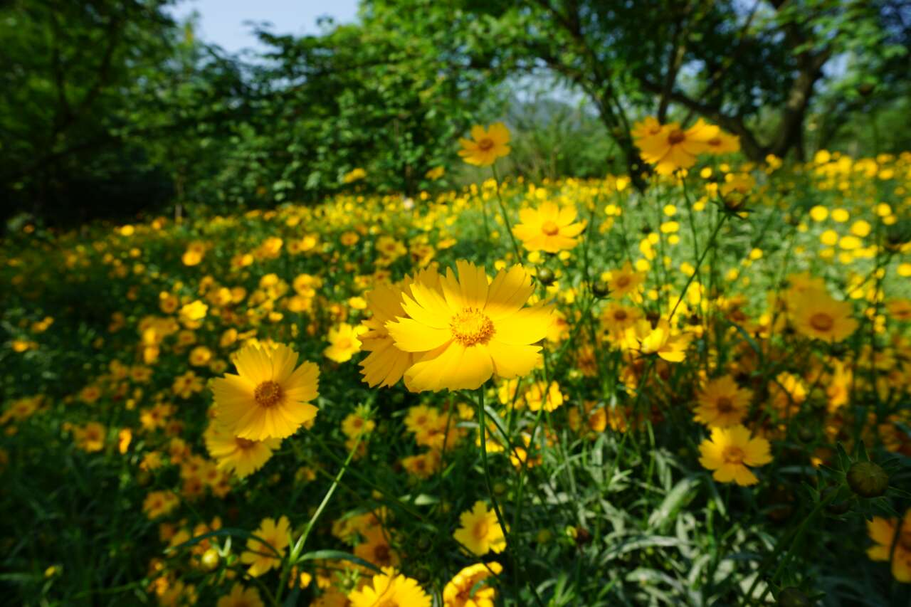 五月花海