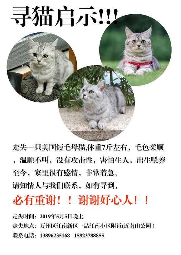 寻猫启示，必有重谢！-1.jpg
