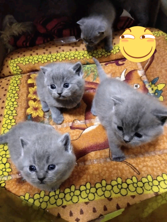 自家蓝猫妹妹！-2.jpg
