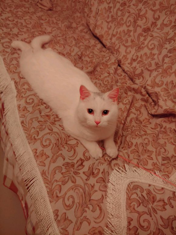 想给家里公猫找个媳妇，有窗友家里母猫正值发情期的吗-1.jpg