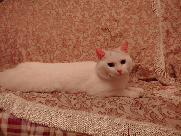 想给家里公猫找个媳妇，有窗友家里母猫正值发情期的吗-2.jpg