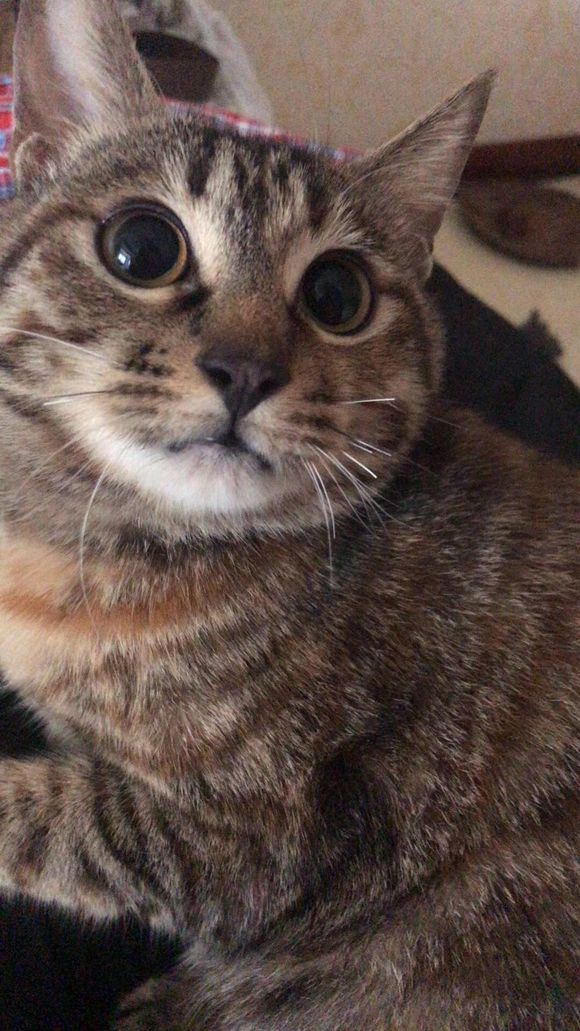 本想给屋头猫咪绝育的，但是不料今天就开始发情了，谁家家里有公-5.jpg