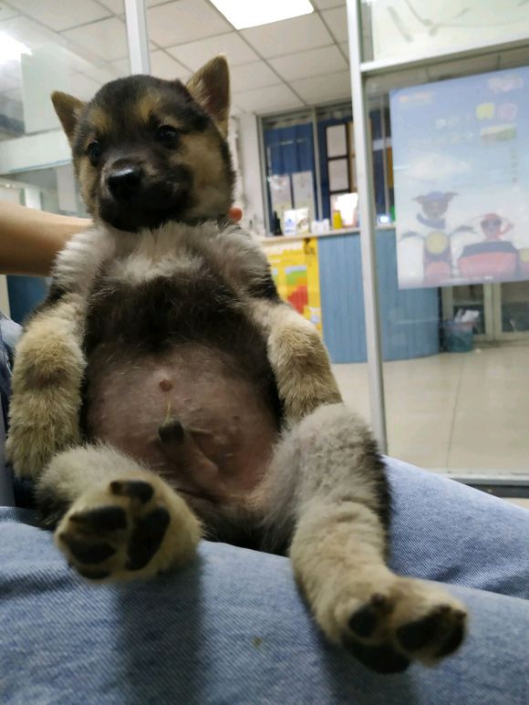 有没有喜欢狗子的，我这里有一只小狗子待领养哦-1.jpg