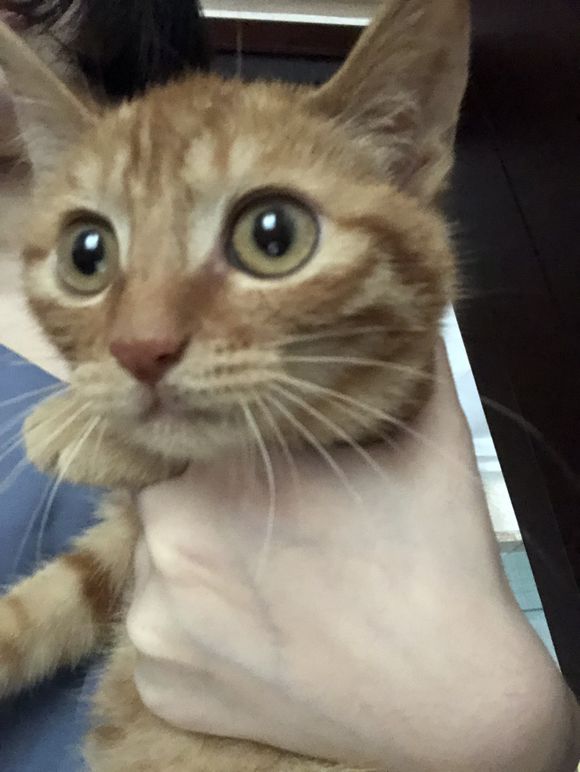 有要养猫的吗，捡到一只小橘猫，自己养不了，送给好心人，对猫正-1.jpg