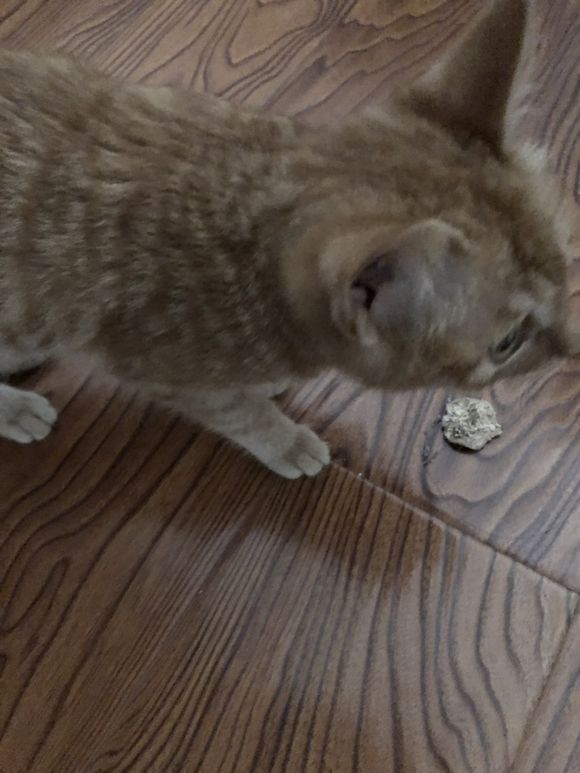 有要养猫的吗，捡到一只小橘猫，自己养不了，送给好心人，对猫正-2.jpg