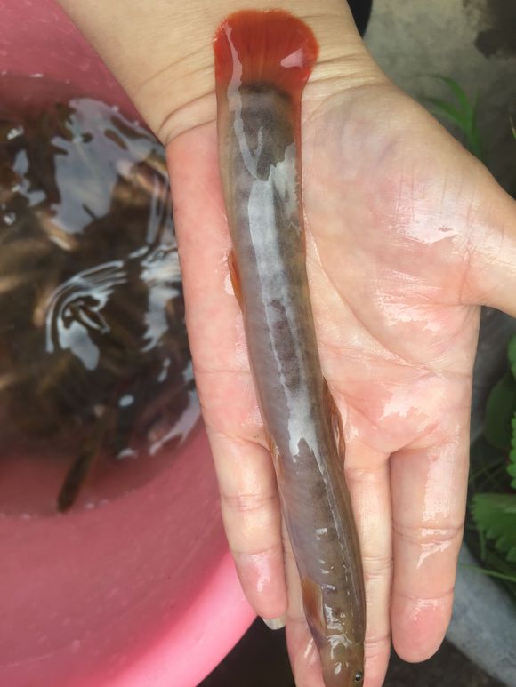 万州有没有认识这个鱼的？吃货可以看过来-1.jpg
